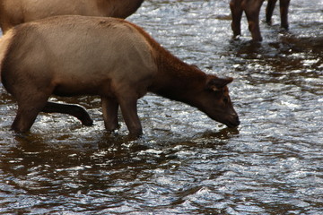 elk in water