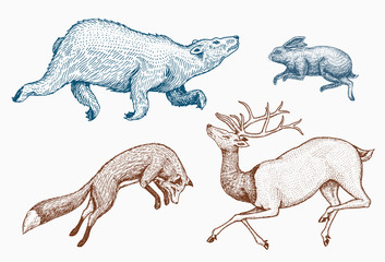 Soaring red Fox Hare Rabbit northern brown Bear Deer. Set of Wild forest animal jumping up. Vintage style. Engraved hand drawn sketch.