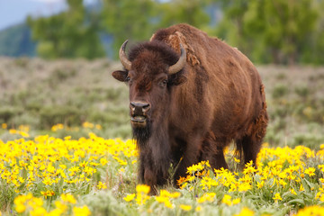 Male bison standing in the field with flowers, Yellowstone National Park, Wyoming © donyanedomam