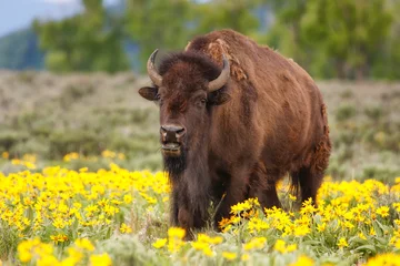 Fotobehang Mannelijke bizon die in het veld met bloemen staat, Yellowstone National Park, Wyoming © donyanedomam
