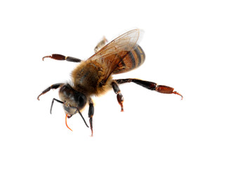 Beautiful honeybee on white background. Domesticated insect