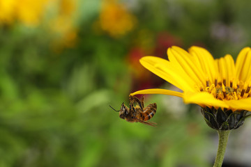 Beautiful flower with honeybee on blurred background. Space for text
