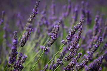 Obraz premium Plantação de lavanda (Lavandula sp) na região da Provença, na França.