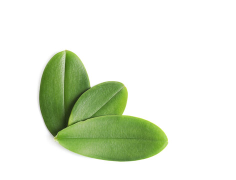 Fototapeta Green orchid leaves on white background, top view. Tropical plant