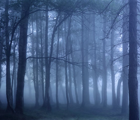 Fototapeta premium Dark foggy woods