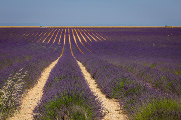 Planta&ccedil;&atilde;o de lavanda (Lavandula sp) na regi&atilde;o da Proven&ccedil;a, na Fran&ccedil;a.
