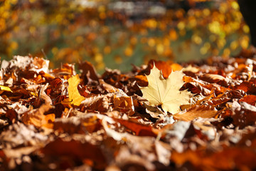 Ground covered with fallen leaves on sunny autumn day