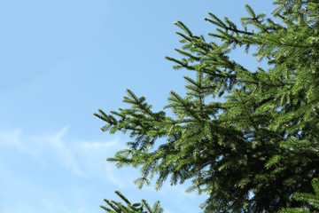 Green fir tree and blue sky on background. Space for text