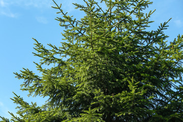 Obraz premium Green fir tree and blue sky on background