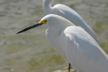 Snowy egret at a Florida Gulf Coast beach.