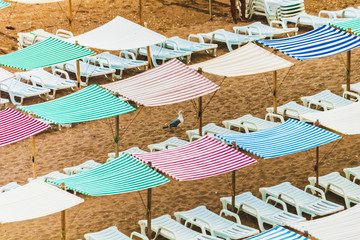 Seagull in the sand at the beach, colorful umbrellas, canopies, tents and chairs, Lagos Portugal