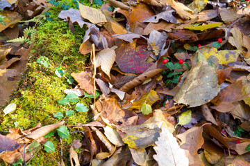 Holly Sure Sign Winter Is On It's Way