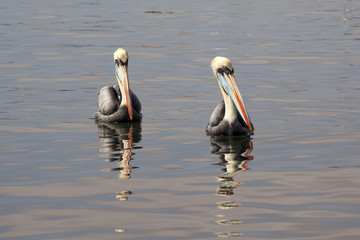 A pair of Peruvian Pelicans (Pelecanus thagus) paddle and fish along the shore.