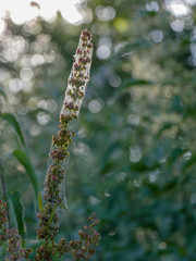 Spiderwebs on lavender