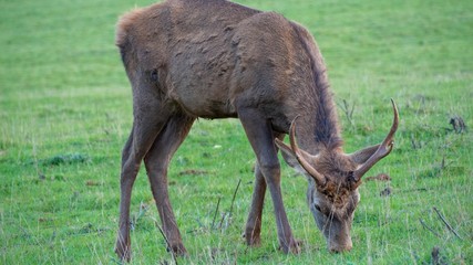 Deer with Antlers grazing