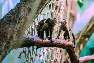 Obraz premium Gracile capuchin monkeys, genus Cebus, family on tree branch with small sleeping cub, mother parental care in order to survive