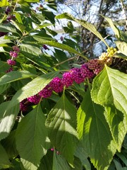 Purple berry bush