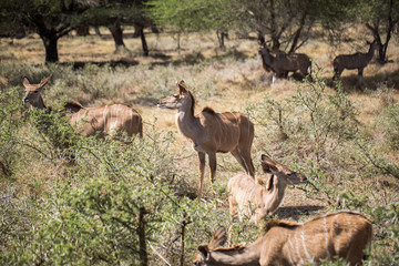 A herd of African deers in the wild. Mauritius.