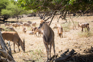 Naklejka na ściany i meble A herd of African deers in the wild. Mauritius.