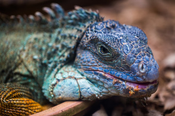 Fototapeta premium The blue iguana