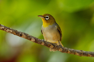 Obraz premium Fiji white-eye (Zosterops explorator) sitting on a tree branch