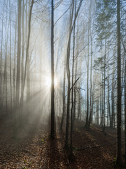 Mysterious Forest, Sun shining through fog with beautiful light rays