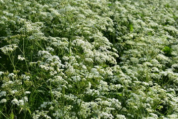 Meadow