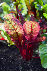 Beet greens -  healthy salad purple chard and beetroot leaves 