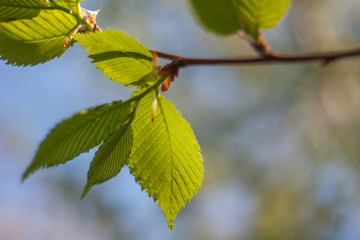 Twig with leaves macro nature