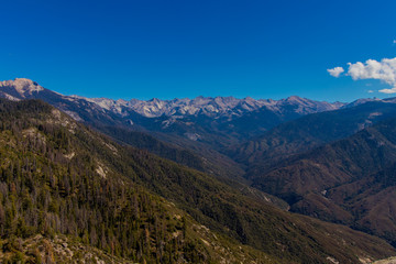 Naklejka premium Sequoia National Park