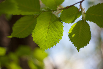 Branch with leaves macro nature