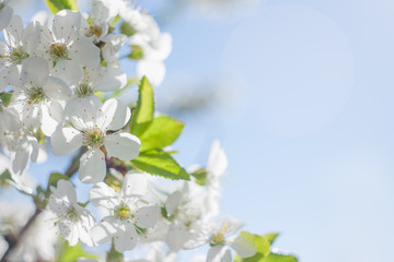 Branch of flowering tree springtime