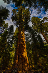 Fototapeta na wymiar Sequoia National Park