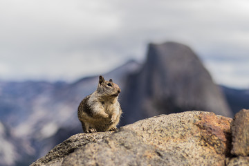 Squirrel on Yosemite National Park