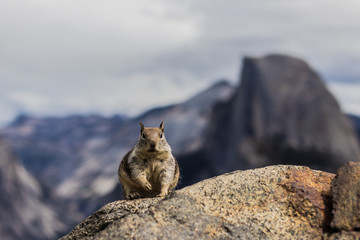 Squirrel on Yosemite National Park