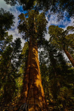 Sequoia National Park © Francisco