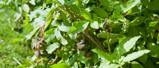 Pototo mature plants with seed pod -  green tomato like berries.