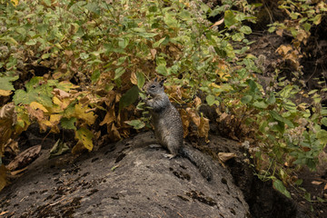 Squirrel on Yosemite National Park