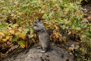 Squirrel on Yosemite National Park