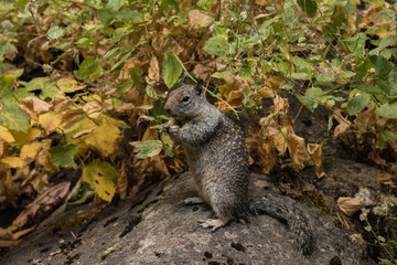 Squirrel on Yosemite National Park
