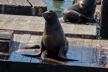 Sea lion on the pier