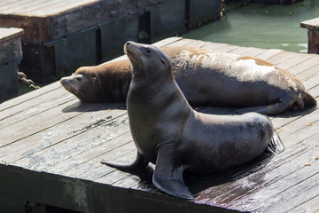 Sea lion on the pier