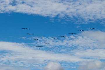 Flock of birds on V formation