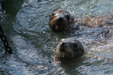 Sea lion on the pier