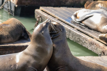 Sea lion on the pier