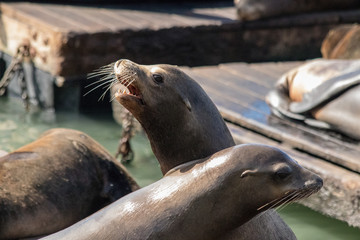 Sea lion on the pier