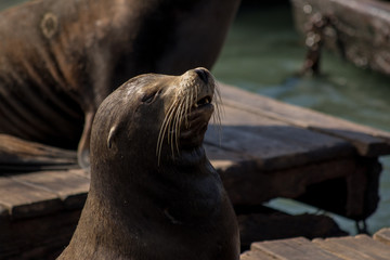 Sea lion on the pier