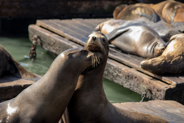Sea lion on the pier