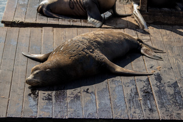 Sea lion on the pier