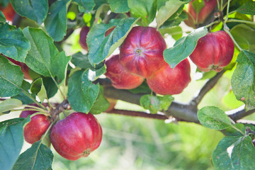 Bloody Ploughman red apple on the tree in the orchard.